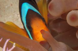 Anemone fish inside its host by Howard Gilmour 